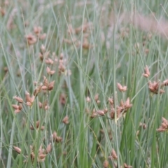 Bolboschoenus caldwellii at Fyshwick, ACT - 13 Dec 2016