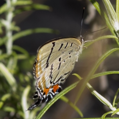 Jalmenus ictinus (Stencilled Hairstreak) at Canberra Central, ACT - 21 Dec 2016 by JudithRoach