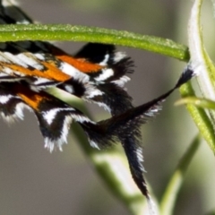 Jalmenus ictinus at Canberra Central, ACT - 21 Dec 2016 08:54 AM