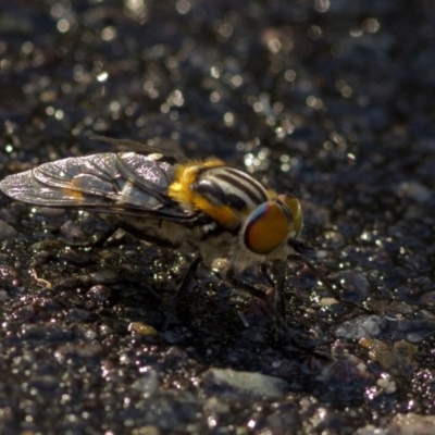 Scaptia patula (March fly) at Acton, ACT - 20 Dec 2016 by JudithRoach