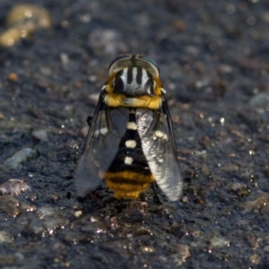 Scaptia patula at Acton, ACT - 21 Dec 2016