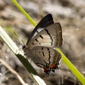 Jalmenus evagoras at Acton, ACT - 21 Dec 2016 08:20 AM