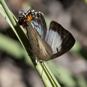 Jalmenus evagoras at Acton, ACT - 21 Dec 2016 08:20 AM