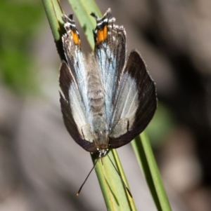 Jalmenus evagoras at Acton, ACT - 21 Dec 2016 08:20 AM