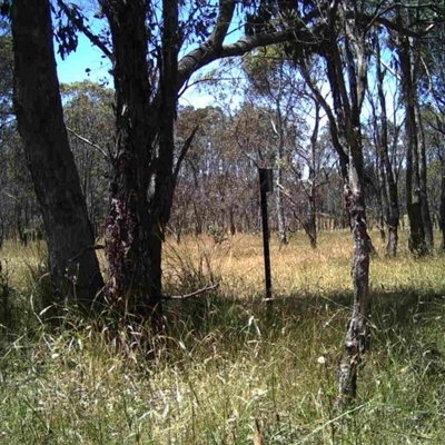 Unidentified at Mulligans Flat - 20 Dec 2016 by MulligansFlat1