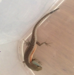 Carlia tetradactyla (Southern Rainbow Skink) at The Angle, NSW - 10 Dec 2016 by TCecodiversity