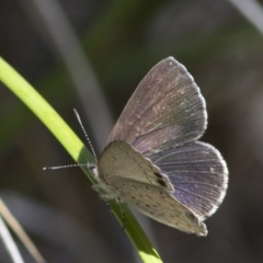 Erina hyacinthina at Acton, ACT - 21 Dec 2016