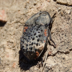 Helea ovata (Pie-dish beetle) at Gungahlin, ACT - 20 Dec 2016 by CedricBear