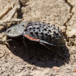 Helea ovata at Gungahlin, ACT - 21 Dec 2016