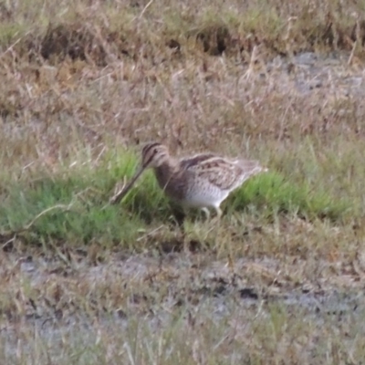 Gallinago hardwickii (Latham's Snipe) at Jerrabomberra Wetlands - 13 Dec 2016 by MichaelBedingfield