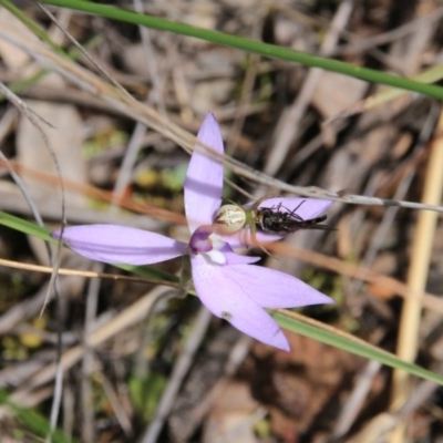 Lehtinelagia sp. (genus) (Flower Spider or Crab Spider) at Canberra Central, ACT - 23 Oct 2016 by petersan