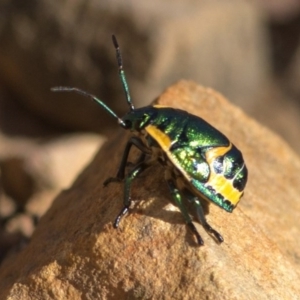 Scutiphora pedicellata at Acton, ACT - 21 Dec 2016