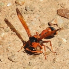 Delta bicinctum (Potter wasp) at Bullen Range - 19 Dec 2016 by JohnBundock