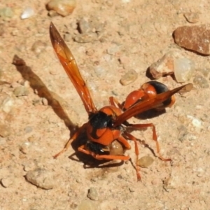 Delta bicinctum at Bullen Range - 20 Dec 2016 10:30 AM