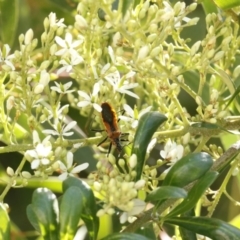 Gminatus australis at O'Connor, ACT - 18 Dec 2016