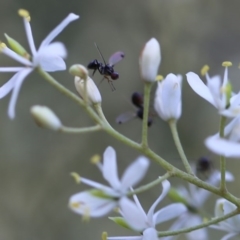 Sepsidae (family) (Ant fly) at O'Connor, ACT - 18 Dec 2016 by ibaird