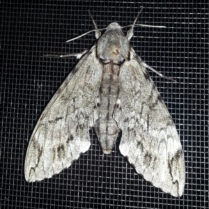 Psilogramma casuarinae at Kambah, ACT - 21 Dec 2016