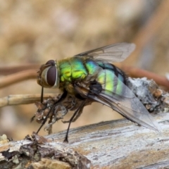 Rutilia (Chrysorutilia) formosa (A Bristle fly) at Coree, ACT - 21 Dec 2016 by Judith Roach