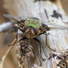 Rutilia (Chrysorutilia) formosa at Coree, ACT - 22 Dec 2016 08:07 AM