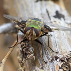 Rutilia (Chrysorutilia) formosa at Coree, ACT - 22 Dec 2016 08:07 AM