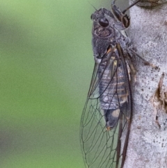 Yoyetta robertsonae (Clicking Ambertail) at Coree, ACT - 21 Dec 2016 by Judith Roach