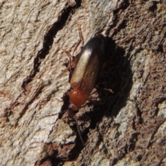 Euomma lateralis (Comb-clawed beetle) at Conder, ACT - 16 Dec 2016 by michaelb