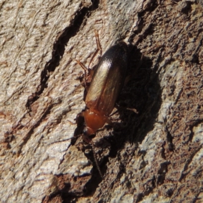 Euomma lateralis (Comb-clawed beetle) at Conder, ACT - 16 Dec 2016 by michaelb