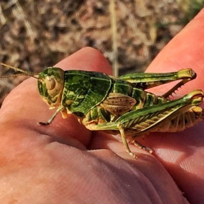 Perunga ochracea (Perunga grasshopper, Cross-dressing Grasshopper) at Googong, NSW - 22 Dec 2016 by Wandiyali