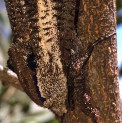 Endoxyla encalypti (Wattle Goat Moth) at Wandiyali-Environa Conservation Area - 22 Dec 2016 by Wandiyali