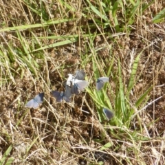 Zizina otis (Common Grass-Blue) at Isaacs, ACT - 20 Dec 2016 by Mike