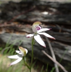 Caladenia moschata (Musky Caps) at Paddys River, ACT - 19 Nov 2016 by galah681