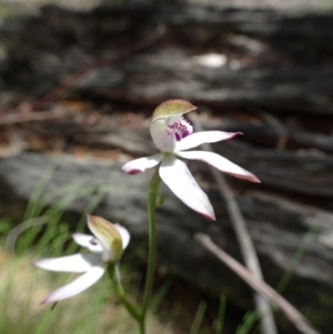 Caladenia moschata at Paddys River, ACT - suppressed