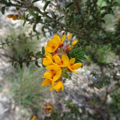 Oxylobium ellipticum (Common Shaggy Pea) at Tidbinbilla Nature Reserve - 19 Nov 2016 by galah681