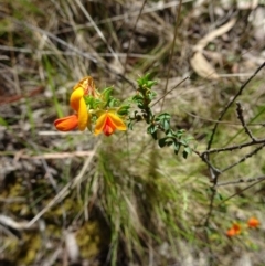 Pultenaea procumbens (Bush Pea) at Tidbinbilla Nature Reserve - 19 Nov 2016 by galah681