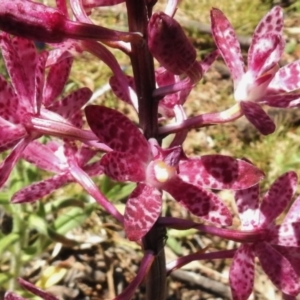 Dipodium punctatum at Bullen Range - 20 Dec 2016