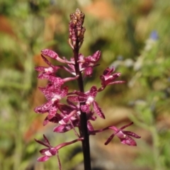 Dipodium punctatum at Bullen Range - 20 Dec 2016