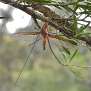 Leptotarsus (Macromastix) costalis at Paddys River, ACT - 22 Dec 2016 08:53 AM