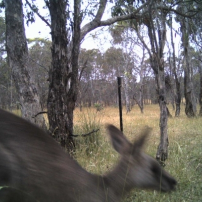 Macropus giganteus (Eastern Grey Kangaroo) at Gungahlin, ACT - 21 Dec 2016 by MulligansFlat1