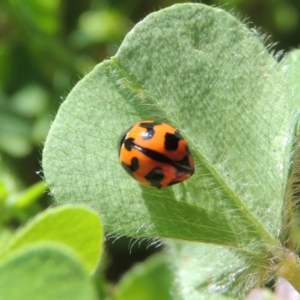 Coccinella transversalis at Tharwa, ACT - 29 Nov 2016 09:48 AM