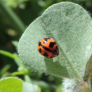 Coccinella transversalis at Tharwa, ACT - 29 Nov 2016 09:48 AM