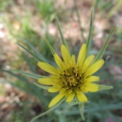 Tragopogon dubius at Greenway, ACT - 29 Nov 2016 09:52 AM