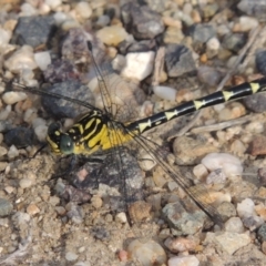 Hemigomphus sp. (genus) (Vicetail) at Paddys River, ACT - 30 Nov 2016 by michaelb