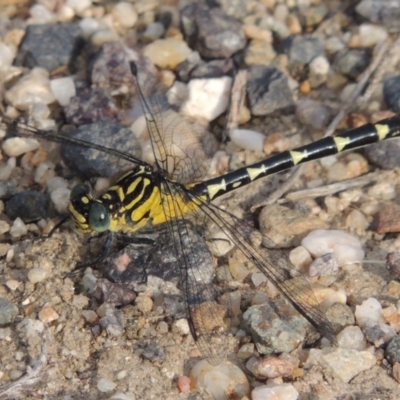 Hemigomphus sp. (genus) (Vicetail) at Paddys River, ACT - 30 Nov 2016 by MichaelBedingfield