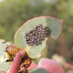 Oechalia schellenbergii at Paddys River, ACT - 30 Nov 2016 06:44 PM