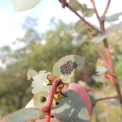 Oechalia schellenbergii at Paddys River, ACT - 30 Nov 2016 06:44 PM