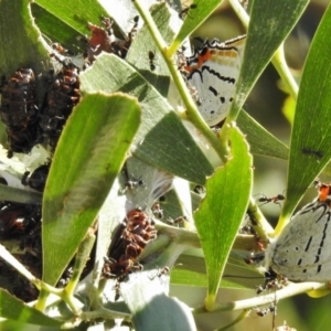 Jalmenus evagoras at Paddys River, ACT - 22 Dec 2016 04:51 PM