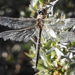 Hemicordulia tau (Tau Emerald) at Paddys River, ACT - 22 Dec 2016 by JohnBundock