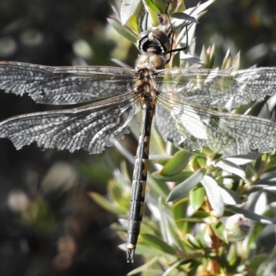 Hemicordulia tau (Tau Emerald) at Paddys River, ACT - 22 Dec 2016 by JohnBundock