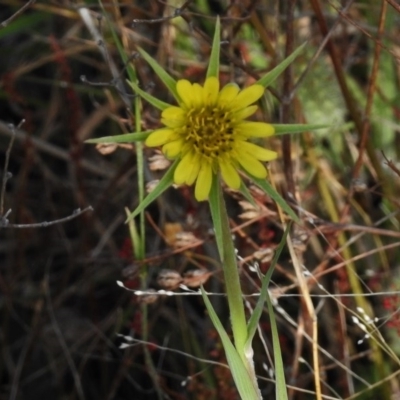 Tragopogon dubius (Goatsbeard) at The Angle, NSW - 12 Dec 2016 by JohnBundock