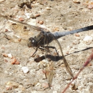 Orthetrum caledonicum at Paddys River, ACT - 18 Dec 2016